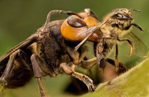 avispa-asiatica-vs-abeja